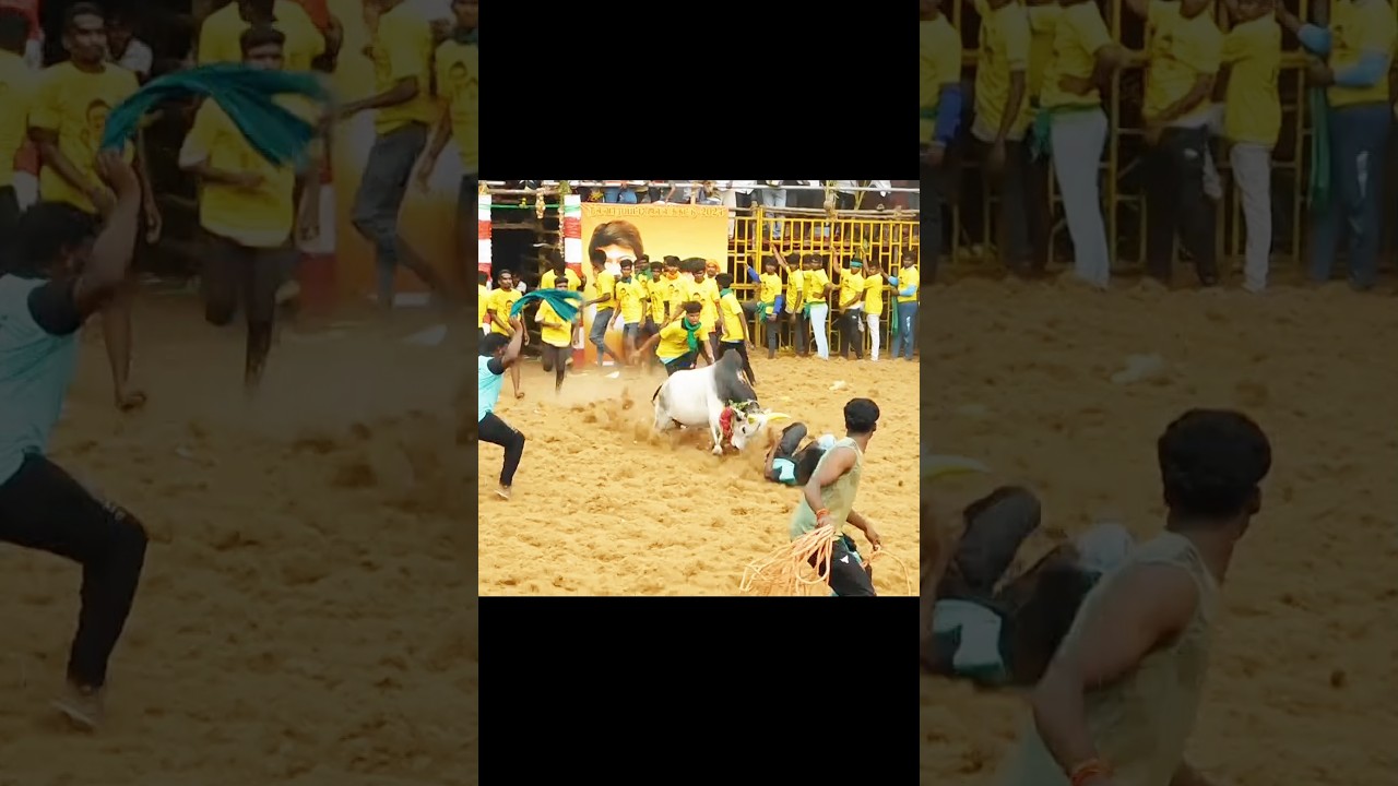 #jallikattu #jallikattu_kalai #song #shorts #shortsfeed
