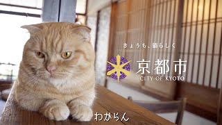 癒される…きょうの、みゃーこ全6篇公開／京都市市政PR動画