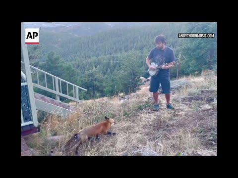 Colorado musician entertains fox outside his home