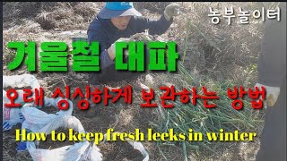 겨울철 대파 얼지않게 싱싱하게 보관하는 방법 How to keep fresh leeks in winter