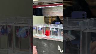 Download lagu Cara packing ikan cupang agar sehat  selamat sampai tujuan! #ikancupang #ikanhias #bettafish mp3