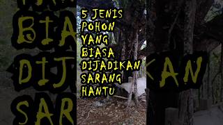 Download lagu 5 Jenis Pohon Yang Biasa Jadi Sarang Hantu #ekoazis mp3 Download lagu 5 Jenis Pohon Yang Biasa Jadi Sarang Hantu #ekoazis mp3