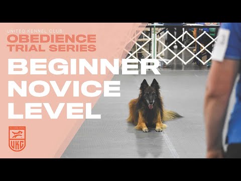 Obediencia UKC: Entrena a tu perro para el nivel principiante | United Kennel Club