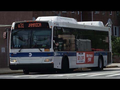 Q31 Bus