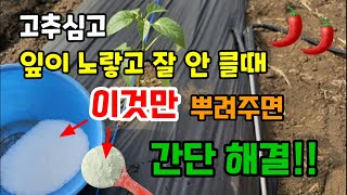 고추모종심고 잎이노랗고 잘안클때 이것만 뿌려주면 냉해 걱정 없고 폭풍성장 다수확합니다