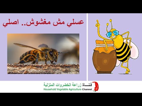 , title : 'فوائد النحل | Bees