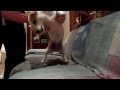 Dog Dances To Screw the Nether (Moves Like ...
