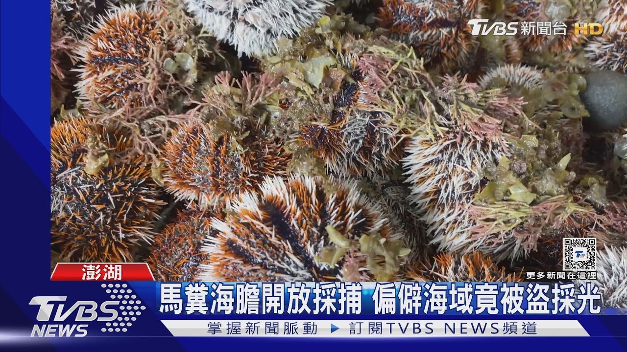 馬糞海膽開放採捕 偏僻海域竟被盜採光