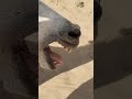 Donkey Mating Animals