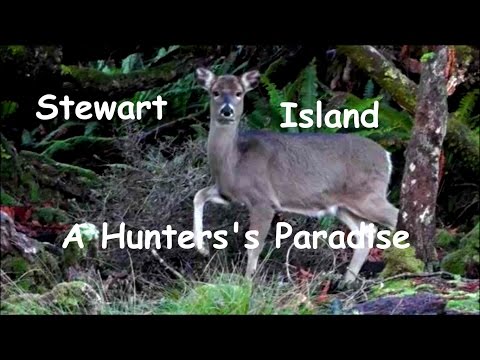 Stewart Island - A Hunters Paradise