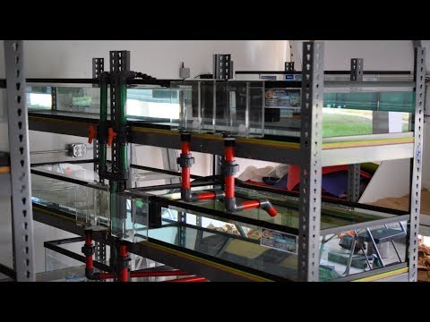 #6 | Fish Room Blue and Green Tank Rack Update 4K