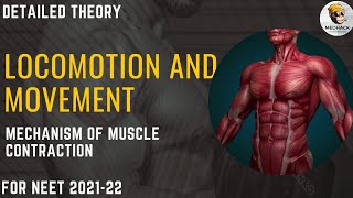 Mechanism Of Muscle Contraction | Locomotion and Movement | Class 11 Biology | Medhack