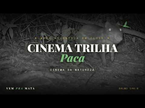Fauna selvagem em habitat natural — Cinema Trilha, Mata Atlântica, Santa Teresa ES