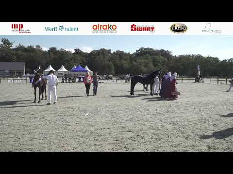 Veulens en Jeugd | CK2023 | 14 September 2023