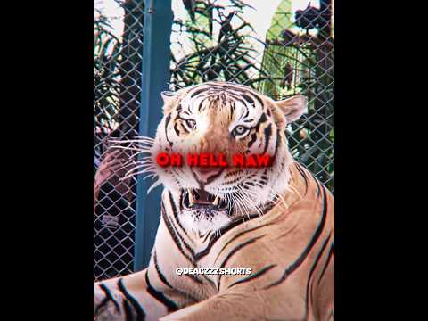 Bro will never mess with tigers again 💀🙏