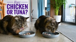 Raw chicken or tuna? What do my cats choose? | Norwegian forest cat