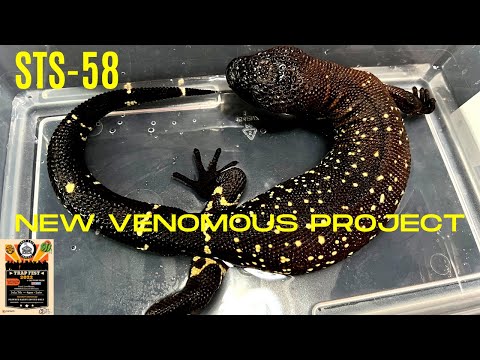 Adding a new venomous lizard to my collection & Trap Fest 2022 prep