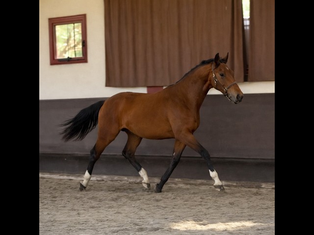 Gelding Selle Fran&ccedil;ais For sale 2024 Bay