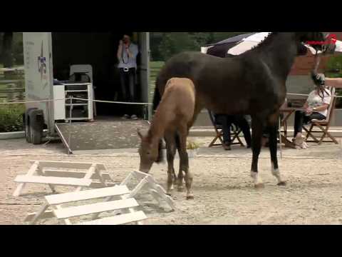 SF Morricone x San Amour Bassum