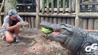 Animals Smash HUGE Watermelons in ONE BITE Compilation | Alligator | Hippo | Turtle | Elephant 2020