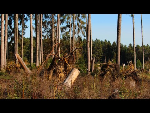 Waldwirtschaften Kompakt - Was tun bei aufgerissenen Fichtenbeständen?