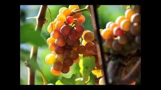 preview picture of video 'Südtirols Sommer lässt Wein und Obst reifen'