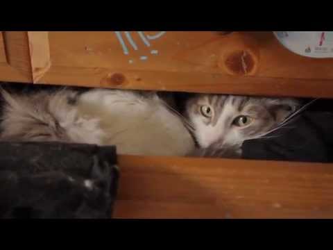 CHACUN CHERCHE SON CHAT