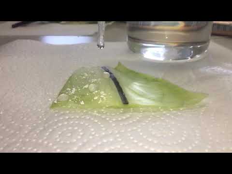 Lotuseffekt Versuch | Weißkohl mit Feinstaub Schicht links vs. Weißkohl rechts