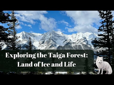 Exploring the Taiga Forest: Land of Ice and Life