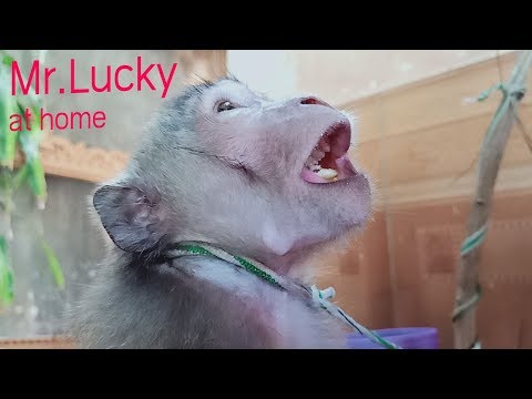 Mr.Lucky at home and I go to school /Baray  Monkey 2019 Video