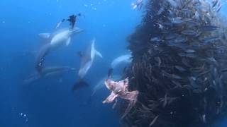 preview picture of video 'Dolphins attacking a bait ball 31/10/2014'