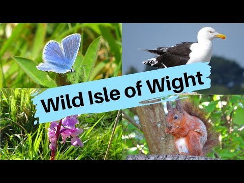 Wild Isle of Wight...Red Squirrels, Blue Butterflies, Orchids and more!