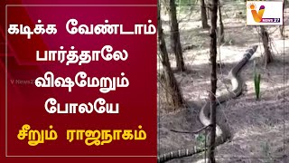 Download lagu கடிக்க வேண்டாம் பார்த்தாலே விஷமேறும் போலயே.. சீறும் ராஜநாகம் mp3 Download lagu கடிக்க வேண்டாம் பார்த்தாலே விஷமேறும் போலயே.. சீறும் ராஜநாகம் mp3