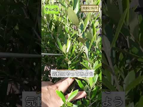 オリーブの木はこうして冬を元気に乗り越える 植物