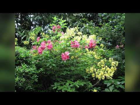 Claude Monet’s Giverny in Spring