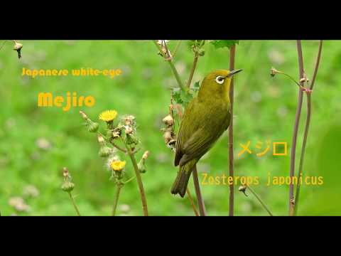 Okánik japonský (Zosterops japonicus) — video o speve a chove