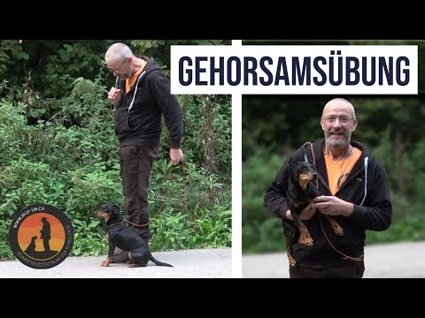 Fuss, Sitz, Platz, Hier: Kleine wirksame Gehorsamsübung | Fernhundekurs Teil 9 | Hundeschule U.B.