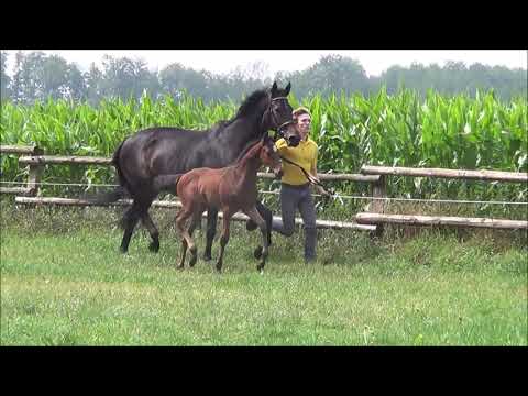 Hengstfohlen v. Fürstbischof - Lauries Crusador xx