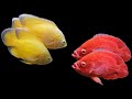 Types of Oscar fish