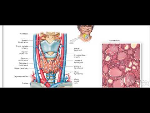 Thyroid gland function