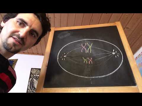 Non-Disjunction in der Meiose - Entstehen von Genommutationen