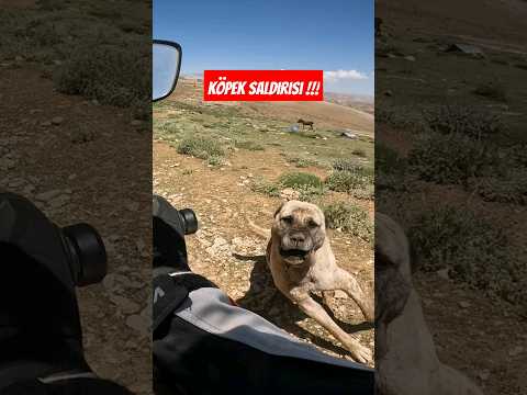 Köpek Saldırısı !!! #honda #crf #rally #250cc #hero #xpulse200 #köpek #saldırı #dog #attack