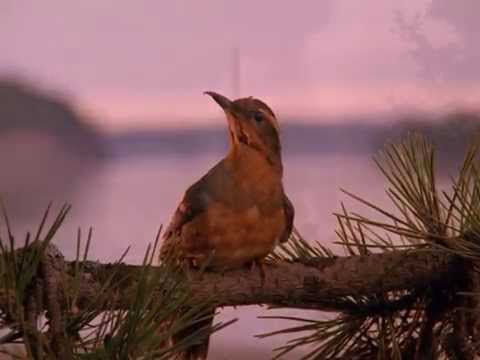 A écouter en préparant mouskoutchou à l'orange