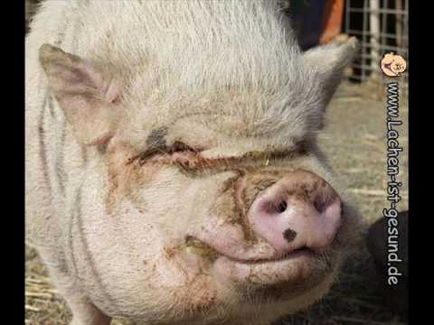 Eltern Sind Schweine - Otto Waalkes