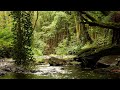 BEAUTIFUL BIRDSONG DEEP IN THE FOREST RELAXING NATURE SOUNDS SINGING NIGHTINGALE