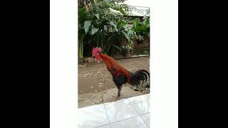 Download lagu KUMPULAN SUARA-SUARA AYAM PELUNG MERDU mp3 Download lagu KUMPULAN SUARA-SUARA AYAM PELUNG MERDU mp3