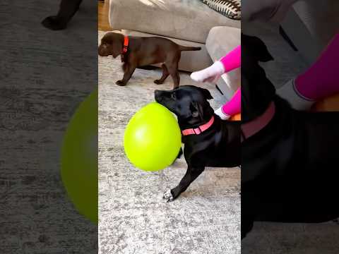 Dog’s endless ball obsession.🤣😂 #foryou #puppy #cutedog #dog #funnydog #funny #fyp