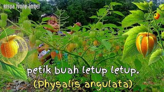 Download lagu petik buah letup letup/ciplukan, panen buah mahal gratis. bantu subcribe😁 mp3 Download lagu petik buah letup letup/ciplukan, panen buah mahal gratis. bantu subcribe😁 mp3