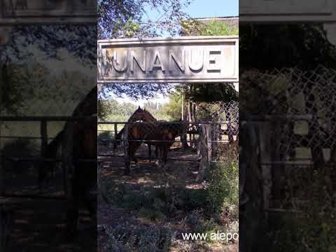 unanue la pampa