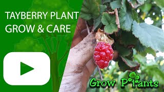 Tayberry plant – grow & care (Great fruits to Eat)